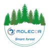 MOLECOR Forest. Забота о планете посредством лесовосстановления